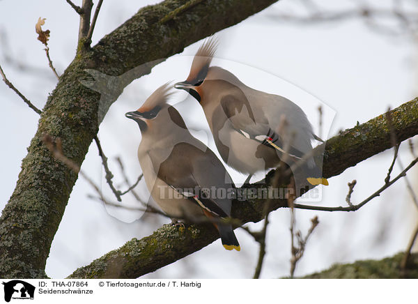 Seidenschwnze / Bohemian waxwings / THA-07864