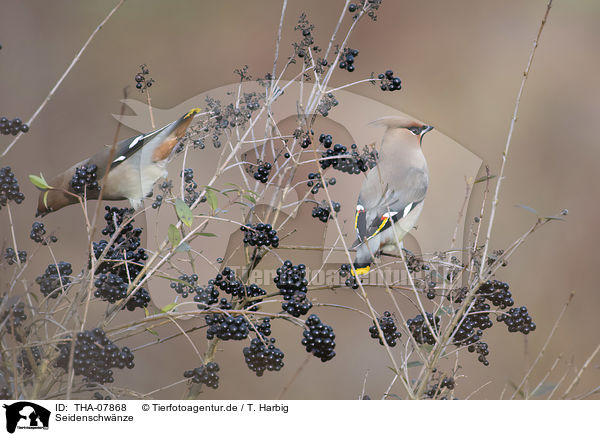 Seidenschwnze / Bohemian waxwings / THA-07868