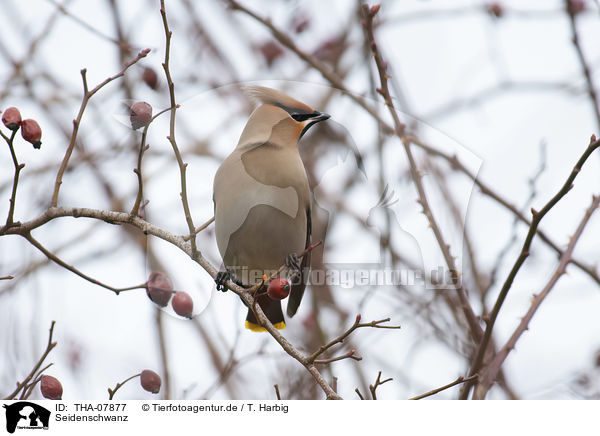 Seidenschwanz / Bohemian waxwing / THA-07877