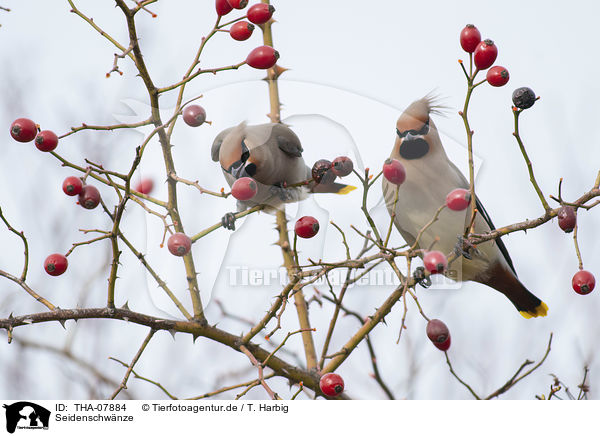 Seidenschwnze / Bohemian waxwings / THA-07884