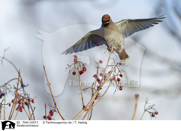 Seidenschwanz / Bohemian waxwing / THA-10571