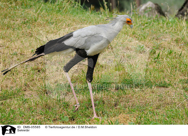 Sekretr / secretarybird / DMS-05585