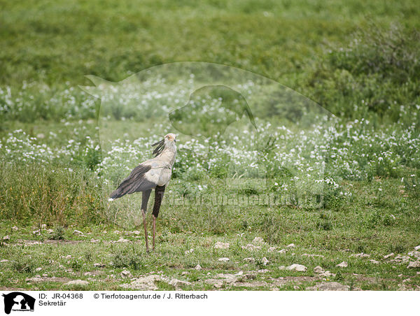 Sekretr / Secretary Bird / JR-04368