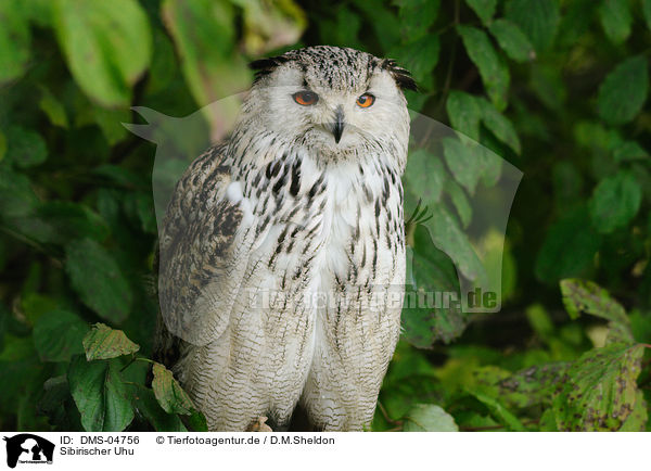 Sibirischer Uhu / siberian eagle owl / DMS-04756