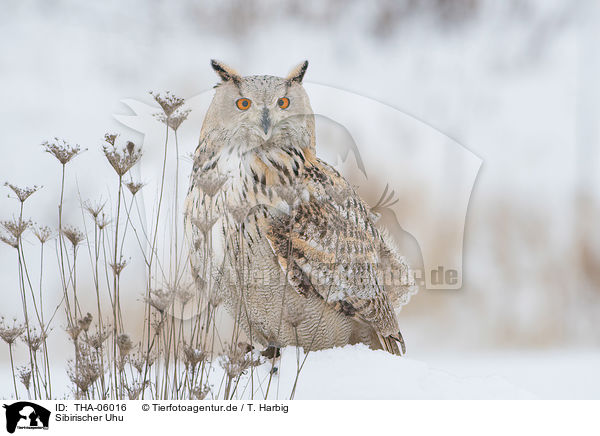 Sibirischer Uhu / Siberian Eagle Owl / THA-06016
