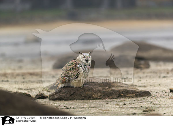 Sibirischer Uhu / Siberian Eagle Owl / PW-02404