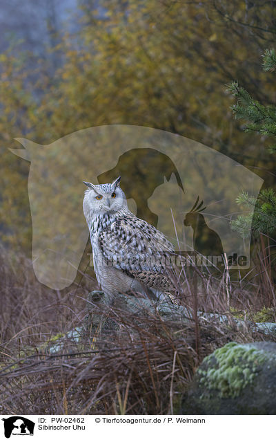 Sibirischer Uhu / Siberian Eagle Owl / PW-02462