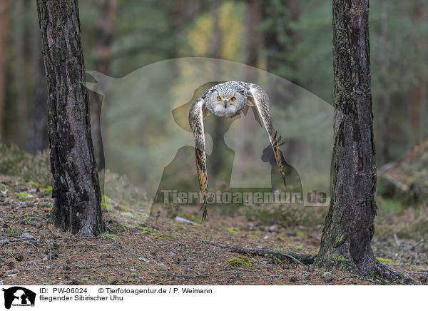 fliegender Sibirischer Uhu / flying siberian egale owl / PW-06024