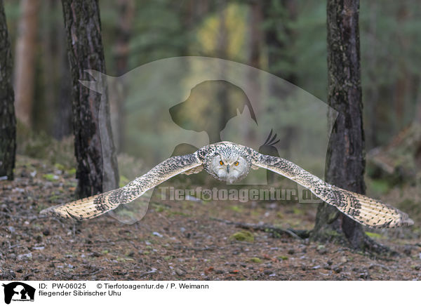 fliegender Sibirischer Uhu / PW-06025