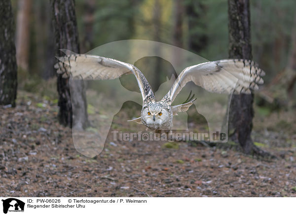 fliegender Sibirischer Uhu / PW-06026