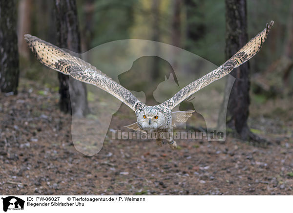 fliegender Sibirischer Uhu / flying siberian egale owl / PW-06027