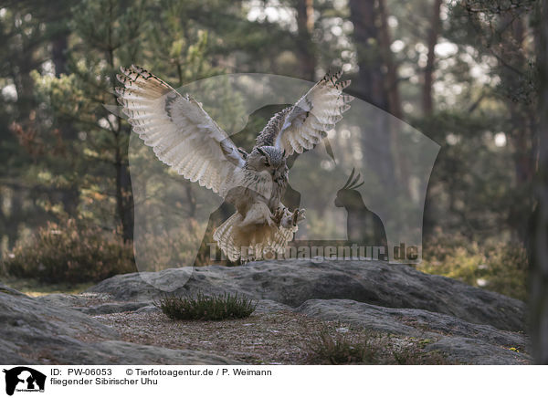 fliegender Sibirischer Uhu / flying siberian egale owl / PW-06053