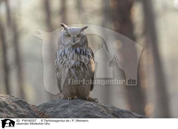sitzender Sibirischer Uhu / sitting siberian egale owl / PW-06057