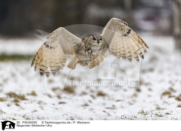fliegender Sibirischer Uhu / flying siberian egale owl / PW-06065