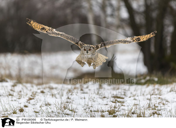 fliegender Sibirischer Uhu / PW-06066