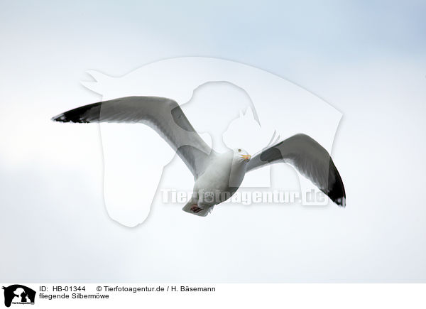 fliegende Silbermwe / flying common european herring gull / HB-01344