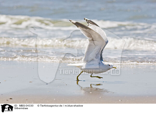 Silbermwe / European herring gull / MBS-04330
