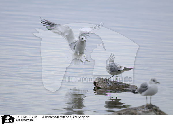 Silbermwen / European herring gulls / DMS-07215
