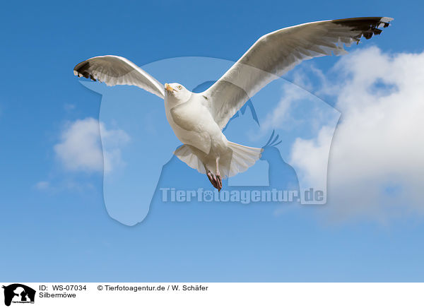 Silbermwe / common European gull / WS-07034