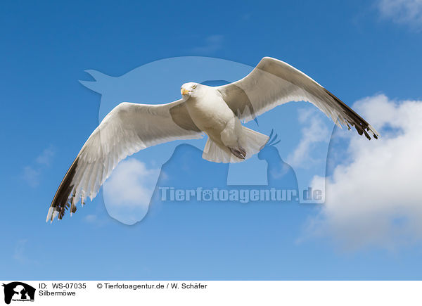 Silbermwe / common European gull / WS-07035