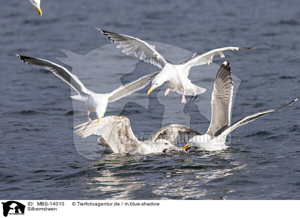 Silbermwen / European herring gulls / MBS-14010