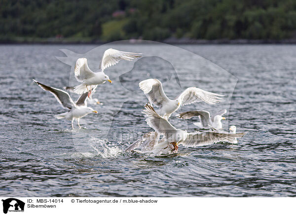 Silbermwen / European herring gulls / MBS-14014