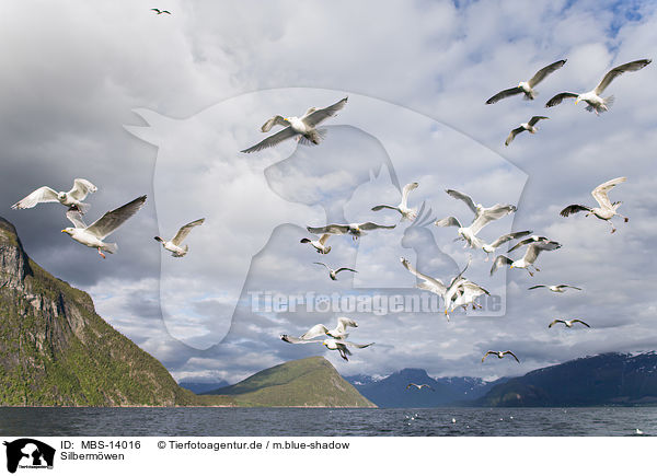 Silbermwen / European herring gulls / MBS-14016