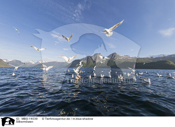 Silbermwen / European herring gulls / MBS-14039