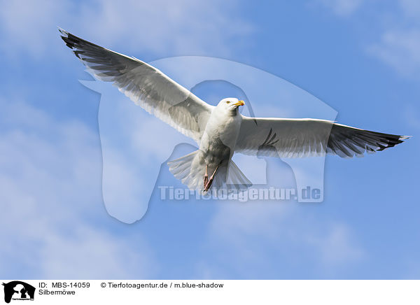 Silbermwe / European herring gull / MBS-14059