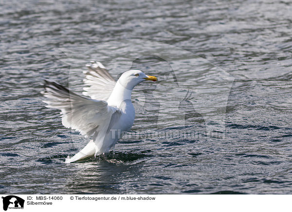 Silbermwe / European herring gull / MBS-14060