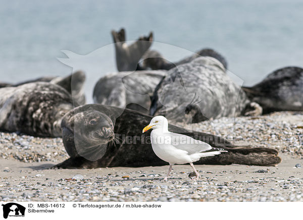 Silbermwe / Common Gull / MBS-14612