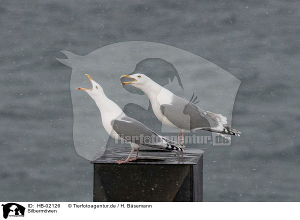 Silbermwen / herring gulls / HB-02126