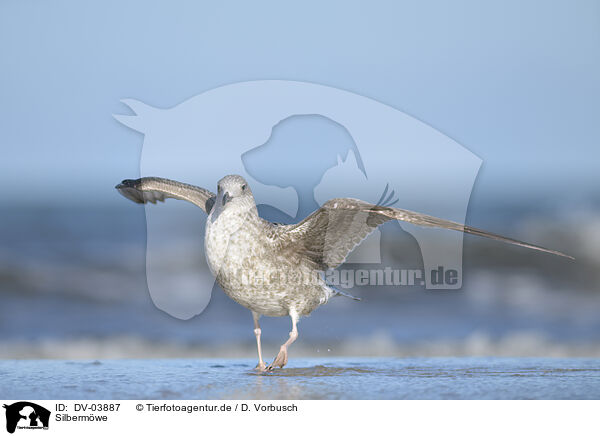 Silbermwe / Common gull / DV-03887