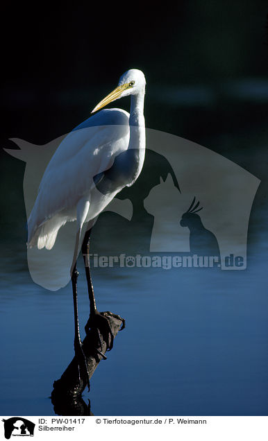 Silberreiher / Great Egret / PW-01417