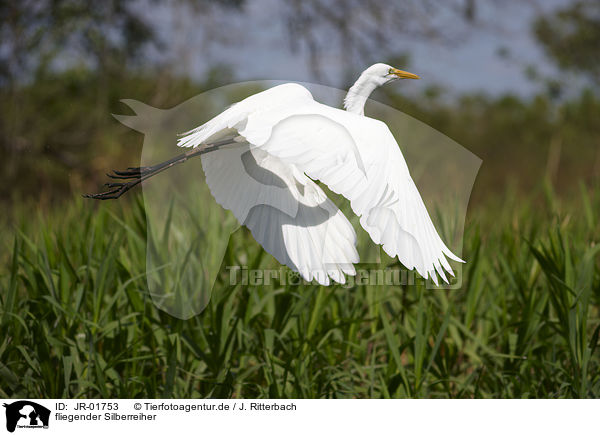 fliegender Silberreiher / flying great white egret / JR-01753