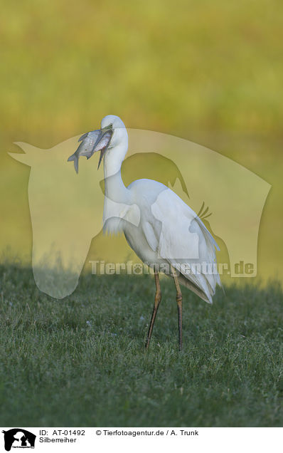 Silberreiher / great white egret / AT-01492