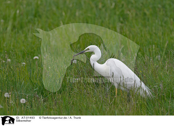 Silberreiher / great white egret / AT-01493