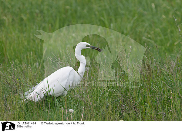 Silberreiher / great white egret / AT-01494
