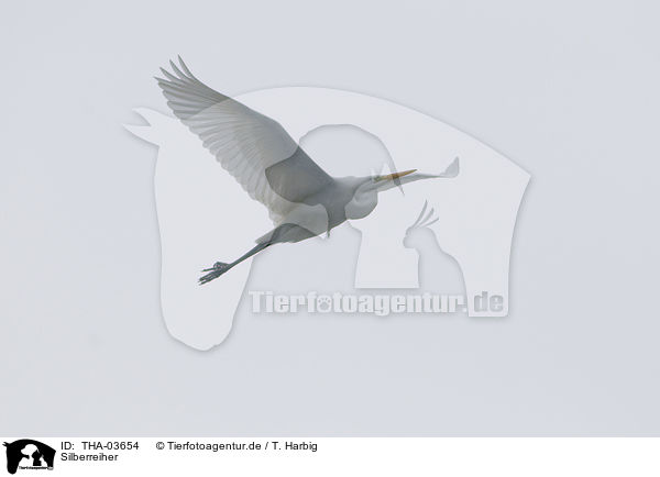 Silberreiher / great white egret / THA-03654