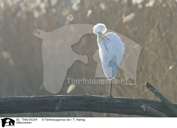 Silberreiher / great white egret / THA-05254