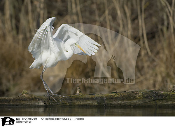 Silberreiher / great white egret / THA-05269