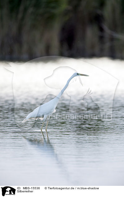 Silberreiher / great white egret / MBS-15536