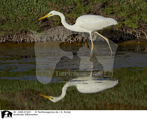 laufender Silberreiher / walking Great White Egret / AXK-01221