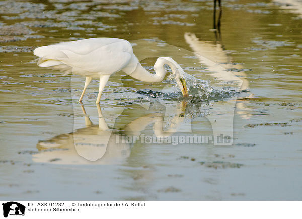 stehender Silberreiher / standing Great White Egret / AXK-01232