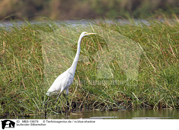 laufender Silberreiher / walking Great White Egret / MBS-19678