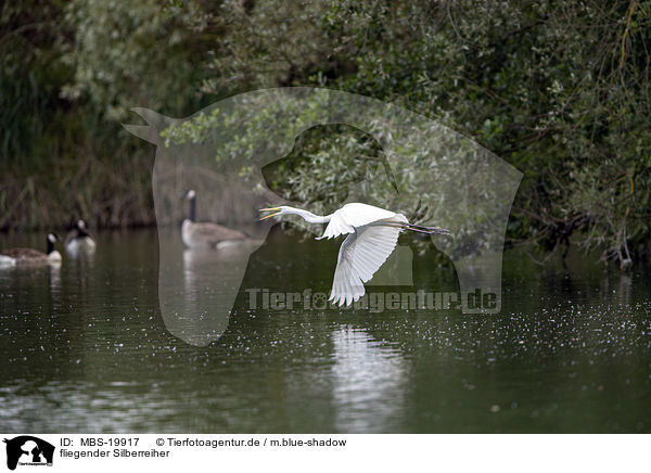 fliegender Silberreiher / flying Great White Egret / MBS-19917