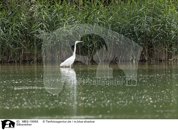 Silberreiher / Great White Egret / MBS-19968