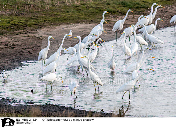 Silberreiher / great white egret / MBS-24824