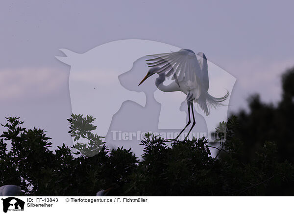 Silberreiher / common egret / FF-13843