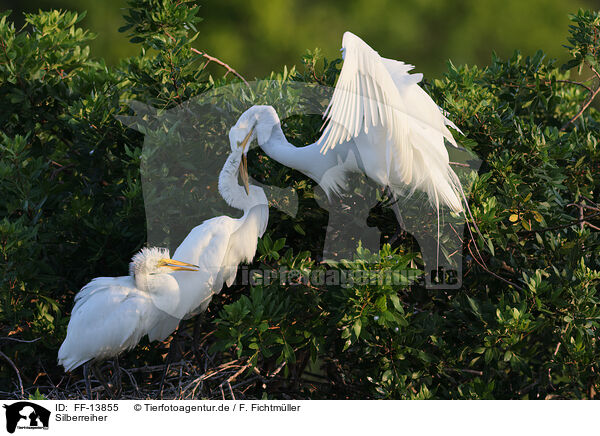 Silberreiher / common egret / FF-13855